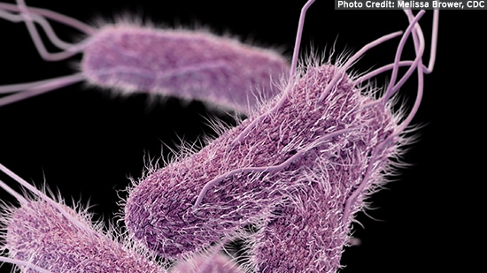 Salmonella