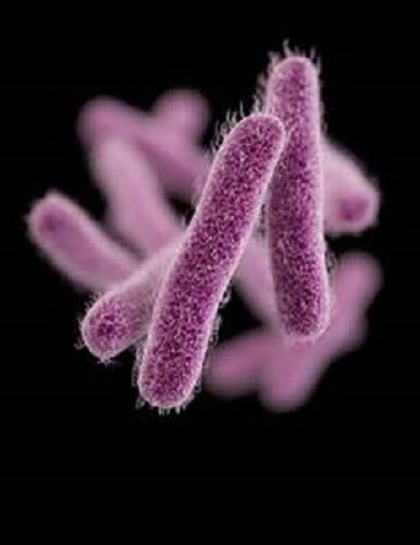 shigella