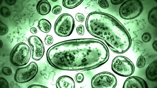 WaterPathogens
