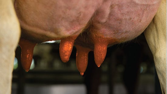 Post-Milking Teat dip